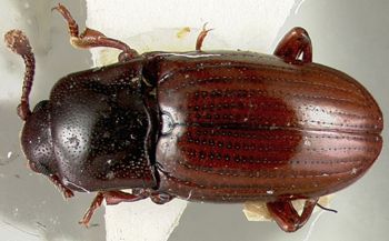 Media type: image;   Entomology 32447 Aspect: habitus dorsal view